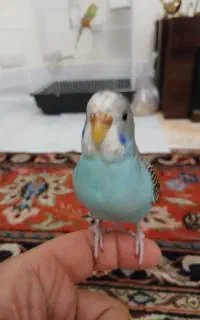مرغ عشق جوجه
