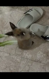 خرگوش لوپ نر رایگان