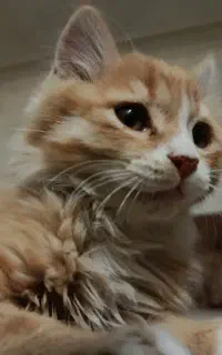 گربه