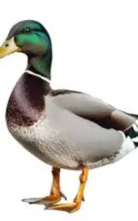 حیوان