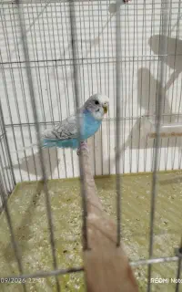 سه تا مرغ عشق