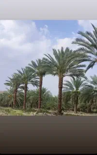 نخل ثمری ارتفاع از ۲ تا ۶ متر