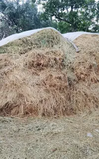 فروش علوفه و یونجه