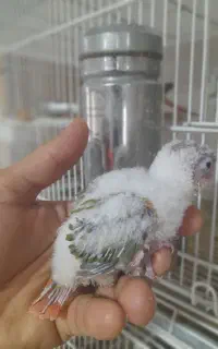 پرنده