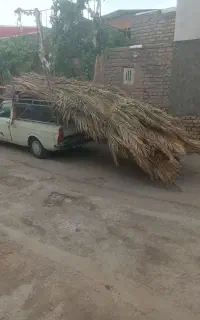 فروش نخل خرما( برگ درخت خرما)