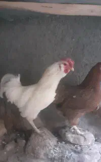 مرع وخروس
