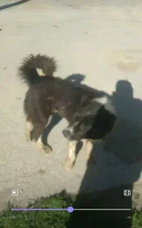 سگ گمشده