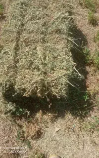 یونجه