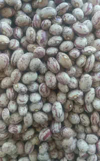 لوبیا چیتی و نخود و لپه و عدس و ابلیمو‌ و...