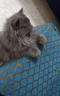 گربه پرشین 3ماهه