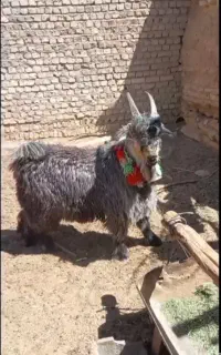 اسب خر مادیون میش بره بزغاله کره بز قوچ سگ