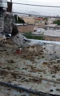 سار‌موشی‌هفت‌رنگ