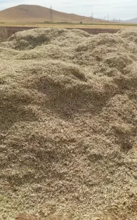 کاه لوبیا قرمز پر علف