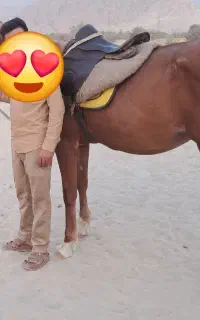 اسب مادیون عرب با کره از سیلمی قهرمان بویر احمر