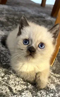 گربه بریتیش