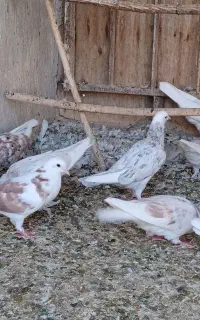کفتر جوجه تهرانی
