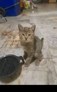 چهار برادر خواهر