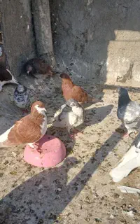 کبوتر دانه‌ای ۲۰۰