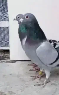 نر سبز