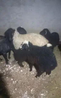 بر نر سبک