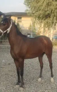 فروش نریان درهشور