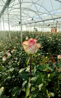 نیروی کار خانم برای کاردر گلخانه رز خوگان