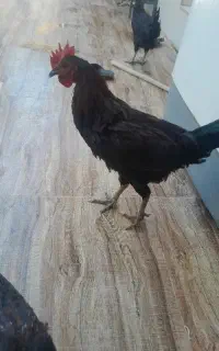 خروس سیاه