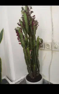 گل زینتی خانگی سانسوریا کاکتوس فیکوس