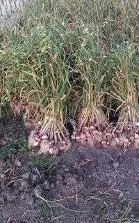 کارگر فقط زرین شهر