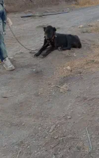 توله سگ سرابی ماده