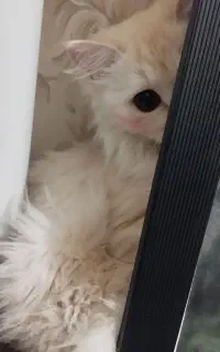 گربه ناز