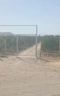 انگور درجه یک خوشه طلایی(دیزاباد)