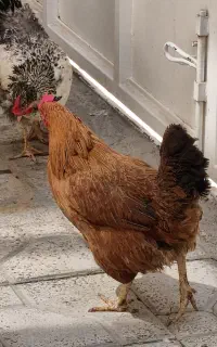 مرغ تخم گذار