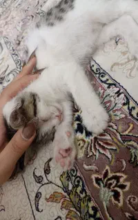 واگذاری رایگان بچه گربه