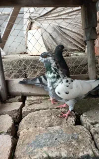 یک جفت کبوتر پرشی