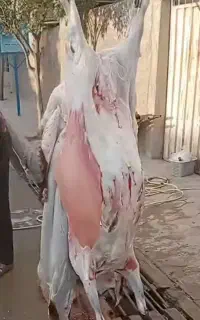 سلاخ قصاب ماهر درب منزل