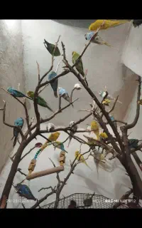 مرغ عشق ، عروس هلندی ، سهره