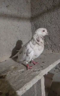 قلمکار نر