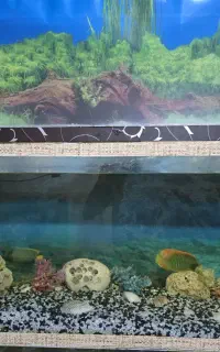 آکواریوم سالم با تمام متعلقات