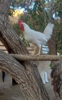 خروس جوان