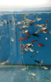 ماهی گپی . کالر . مولی مشکی . پلاتی