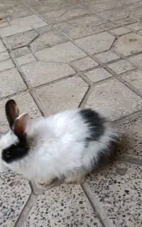 خرگوش