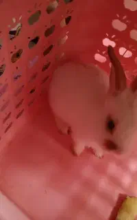 خرگوش