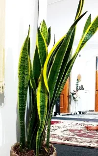 گل سانسوریا