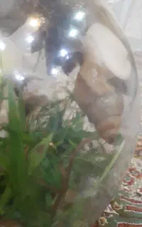 حلرزون بزرگ درمانی