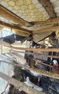 کبوتر