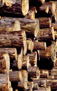 خریدار انواع چوب