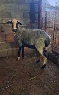گوسفند ابستن اس جوان