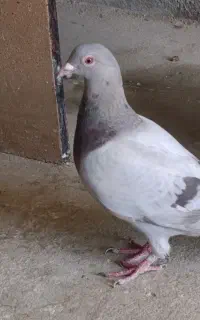 دو عدد کبوتر ماده نامبر