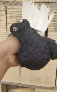 زاغ دمسفید معاوضه با شازده